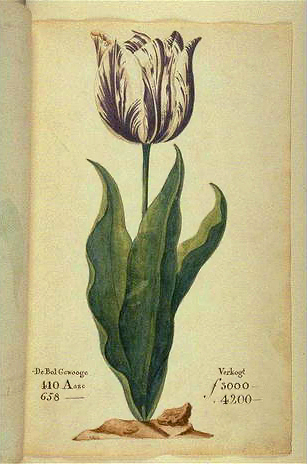 artist rendering of tulip in original book on the tulipomania 1637
