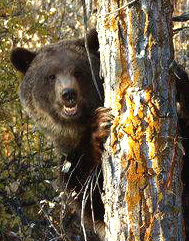 photo of a bear peaking out from behind a tree
