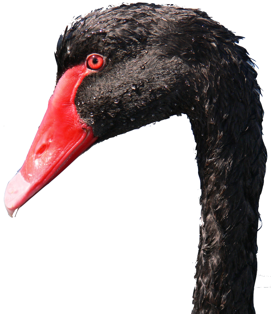 image of black swan head