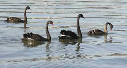 photo of black swans on pond
