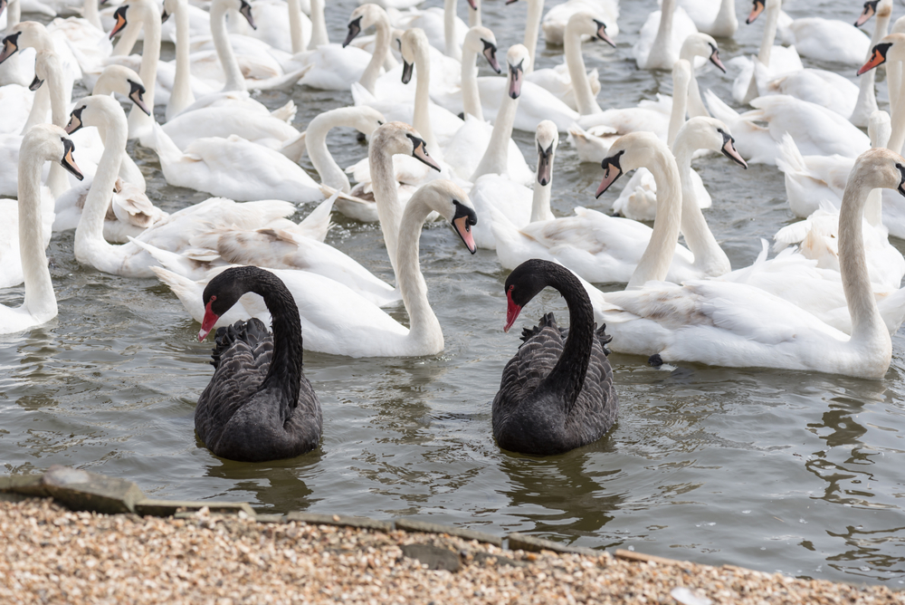 photograph of two black swans on pond with many white swans