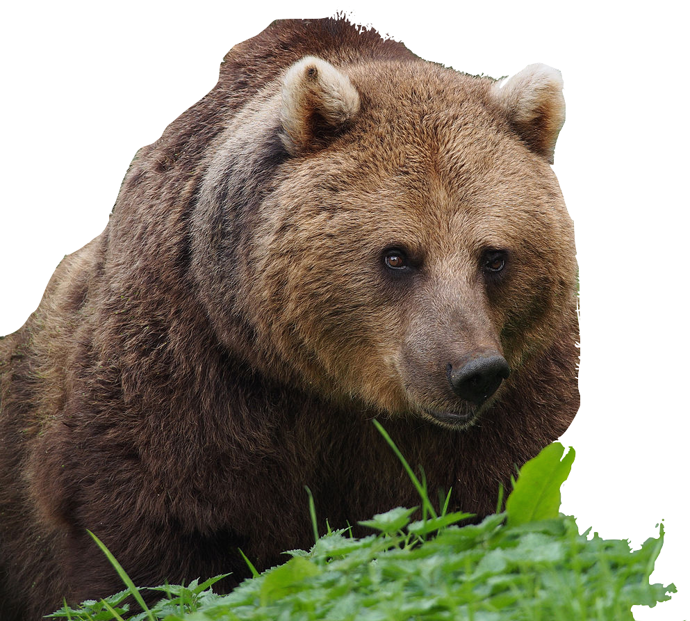photo of a very large brown bear
