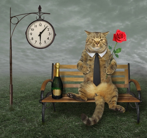 cartoon image of a cat on a park bench awainting his date with a happy destiny