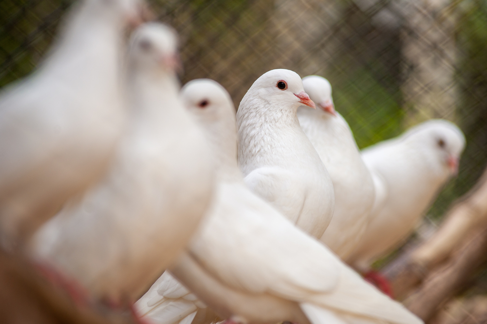 photograph of a row of doves