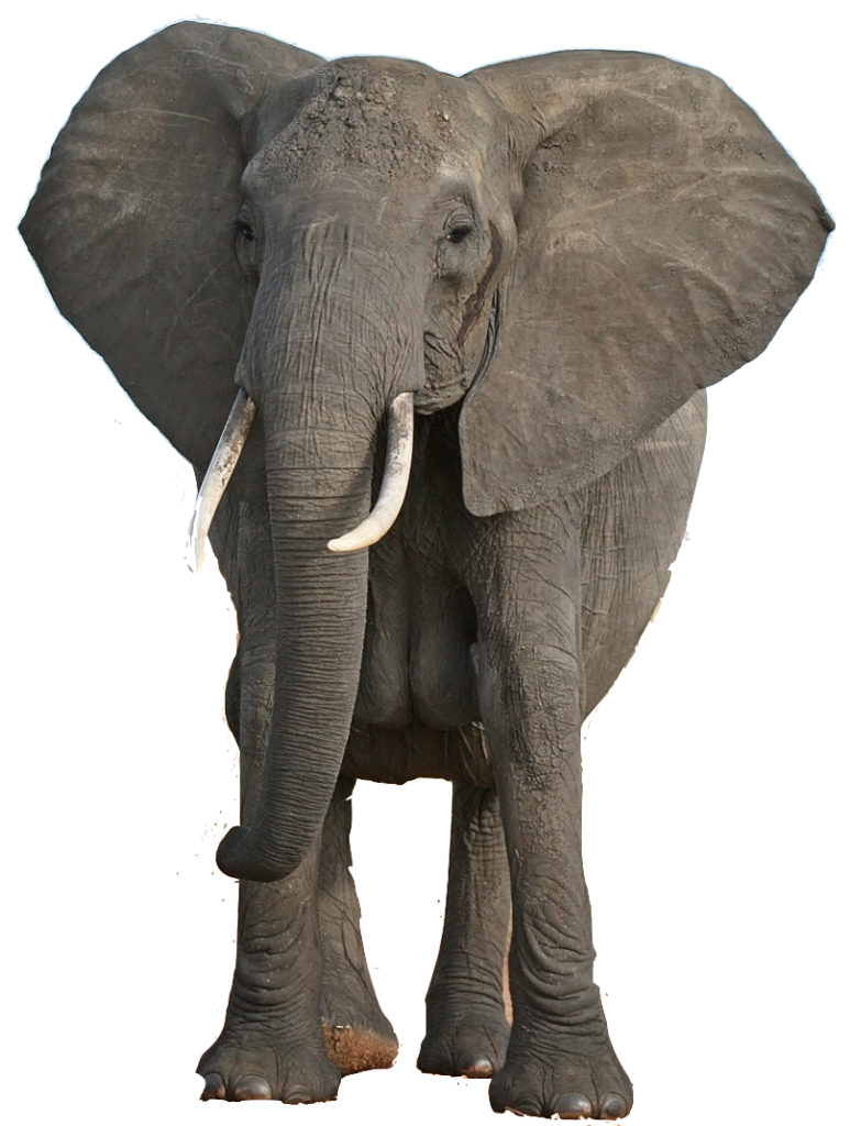photo image of elephant - imposing full frontal