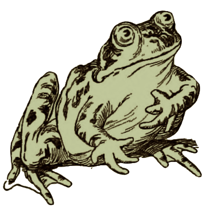 grpahic image antique of frog