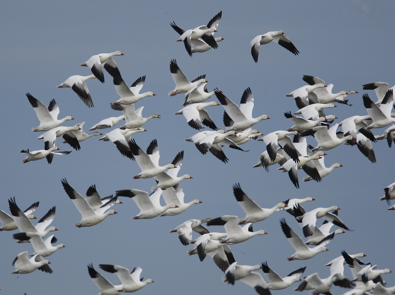 photo of geese migrating
