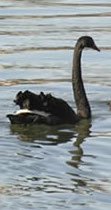 photo of single black swan swimming on lake