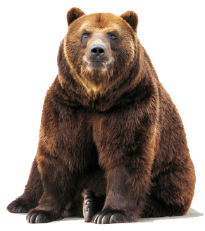 graphic image of a seated bear gazing quietly back at the viewer