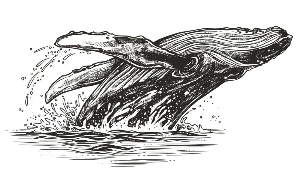 image of whale surfacing in ocean