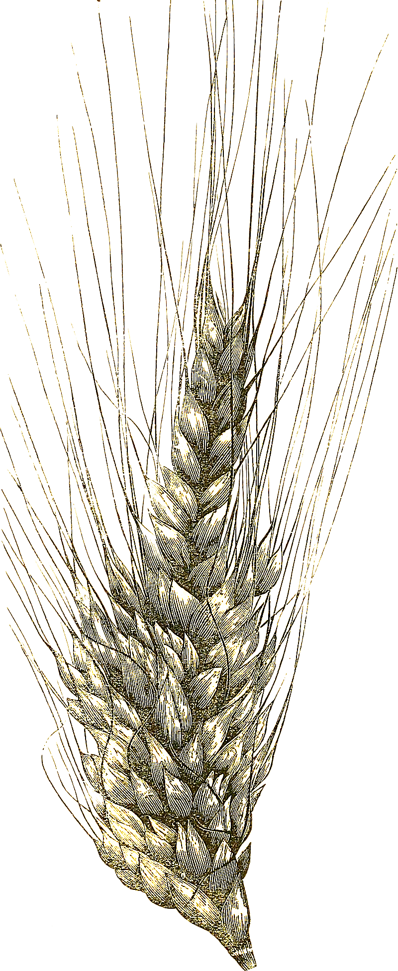 graphic image of wheat plant