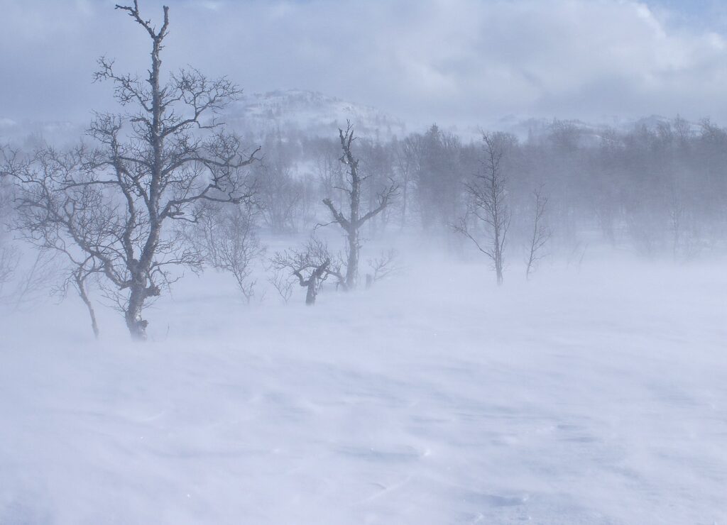 photo of wind blown winter landscape