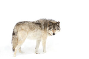 image of a lone wolf against a snowy backdrop