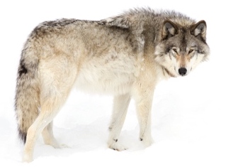 photo of wolf looking into camera